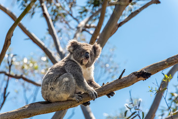 A grey koala looking at the camera sits on a tree brach on a clear and sunny day in Victoria, Australia