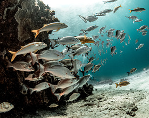 Preserve and protect our nature to last long forever!