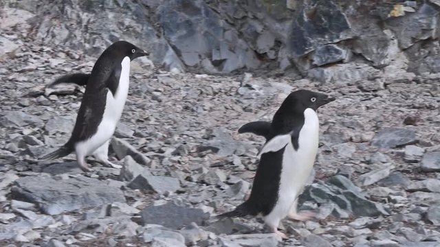 Stealing Rocks Adelie Penguins Stealing Rocks