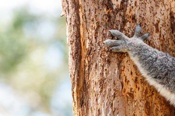 Close up shot of a grey koala's hand as it grips onto a tree trunk in Victoria, Australia.