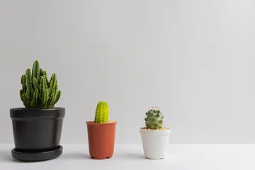 Foto op Plexiglas Cactus in pot set van verschillende cactusplanten in potten. Cactusplant in verschillende pot en zicht op tafelfront van witte muur