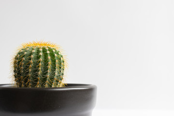 set of various cactus plants in pots. Cactus plant in different pot and view on table front of white wall