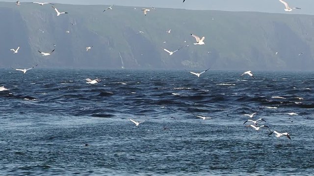 Gannets and shearwaters feeding on Caplin (Capelin) at the beach in St. Vincent&rsquo;s, Newfoundland and Labrador, Canada.
