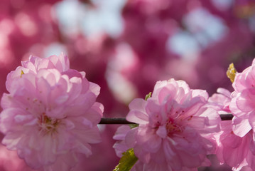 Floral background. Sakura. Plum tree flowers. Spring.