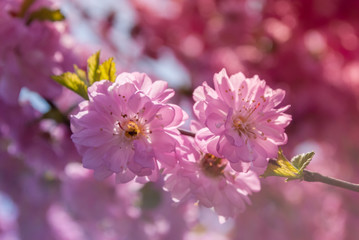 Floral background. Sakura. Plum tree flowers. Spring.