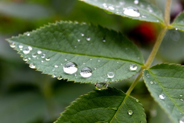 Drops of water after rain on a green leaf