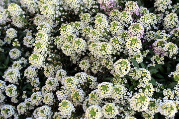 Texture of small white flowers under the open sky