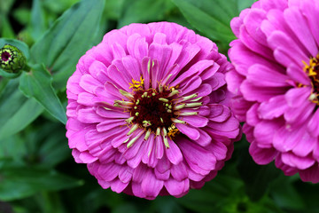 Fototapeta premium Purple zinnia flower in the summer garden