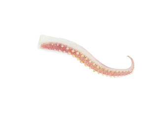 tentacles of octopus isolated on white background