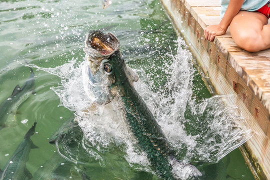 Tarpon feeding in the Keys in Florida. Close up of man hand feeding big tarpons fish jumping out of water - a fun tourist travel vacation activity in the Florida Keys.