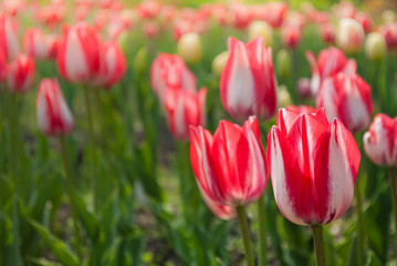 Red tulips. Spring background of flowers.