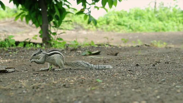 he Indian palm squirrel or three-striped palm squirrel is a species of rodent in the family