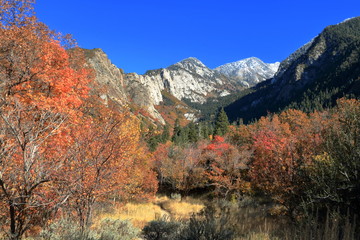 Maples glow red in October at Bells Canyon with snow capped peaks of the Wasatch range in the background