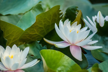 Obraz premium White water lilies. Harmony and relaxation.