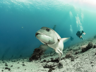 The art of this beautiful world