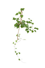 Natural Ivy with clipping path