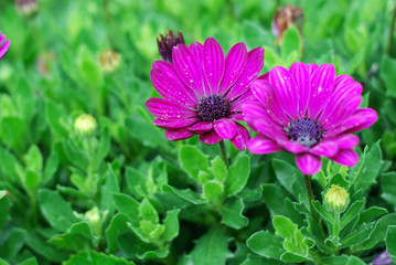 Obraz premium Violet Cosmos flowers in field.