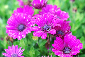 Violet Cosmos flowers in field.