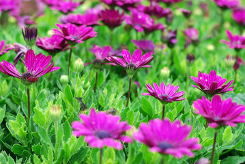 Obraz na płótnie Canvas Violet Cosmos flowers in field.