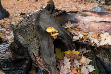 Autumn mushrooms on an old tree