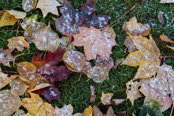 Autumn day in the city Park, the leaves on the lawn.