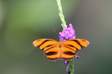 Banded Orange Heliconian Butterfly in Costa Rica