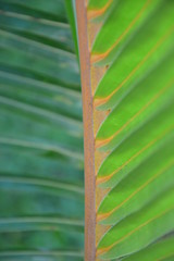 Coqueiro amarelo