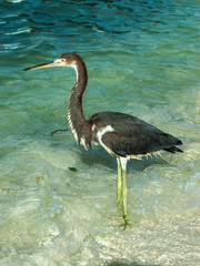 Little egret (Egretta garzetta), single bird standing in water garza los roques venezuela