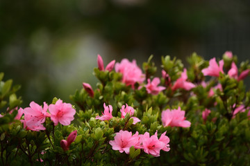 Flowers of Japanese azalea bloom in a garden.