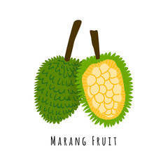 Bread fruit illustration