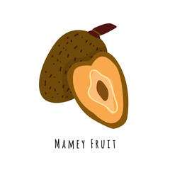Mamey fruit illustration