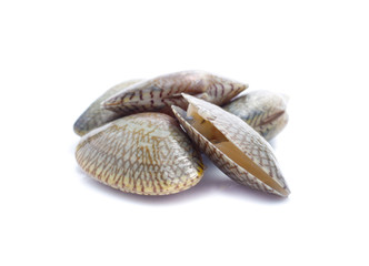 Clams in a white background
