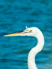 Little egret (Egretta garzetta), single bird standing in water garza los roques venezuela