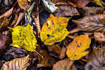 奥日光の森の落ち葉