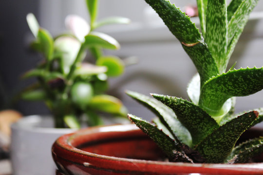 Succulent Plant - Jade plant - 