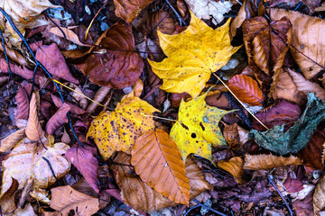 奥日光の森の落ち葉