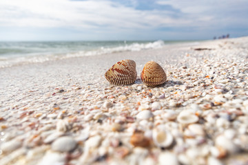 Seashells shelling activity on shell beach in Sanibel, Fort Myers , Southwest Florida coast, USA travel.