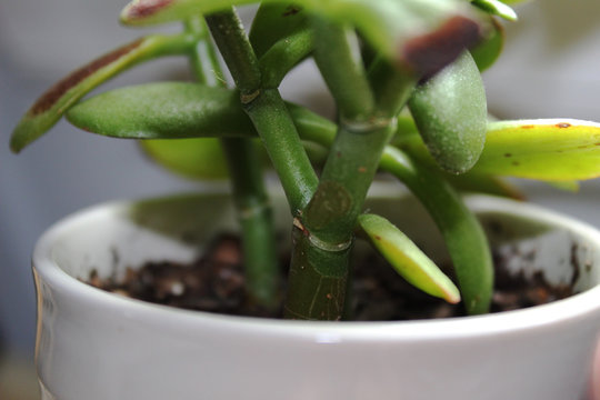 Jade Plant Closeup