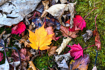 奥日光の森の落ち葉