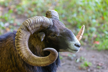 The European mouflon (Ovis orientalis musimon).Male mouflon are known as rams.