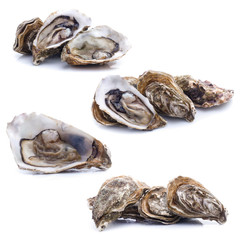 set of Fresh oyster