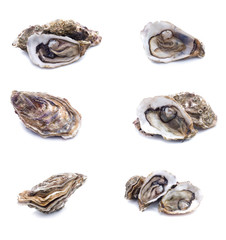 set of Fresh oyster