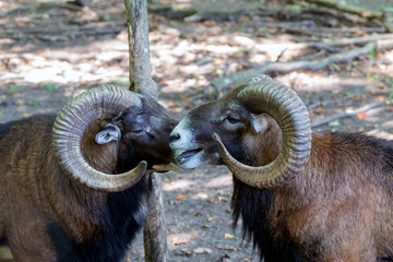 The mouflon (Ovis orientalis).Two strong rams  before the fight for the leader of the herd