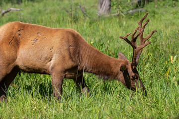 Wapiti, young elk   in a conservation and wilderness area