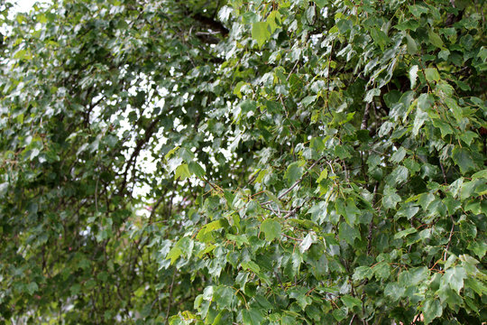 Wall of Leaves