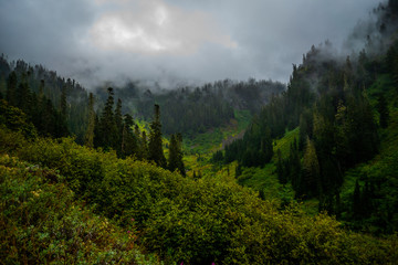 Fototapeta na wymiar forest in mountains