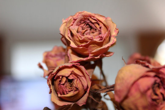 dried rose - dried flowers