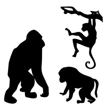 Collection of silhouettes of Black monkey graphics set on white background. Picture illustration for your cute design and your project.