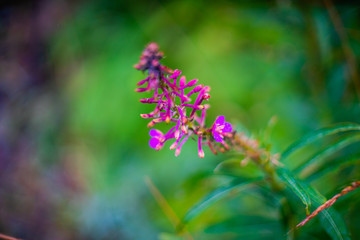 purple flower