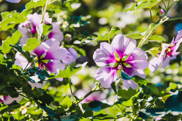 Fototapeta premium hibiscus syriacus althea rose of sharon flower (also called aphhrodite hibiscus) tree